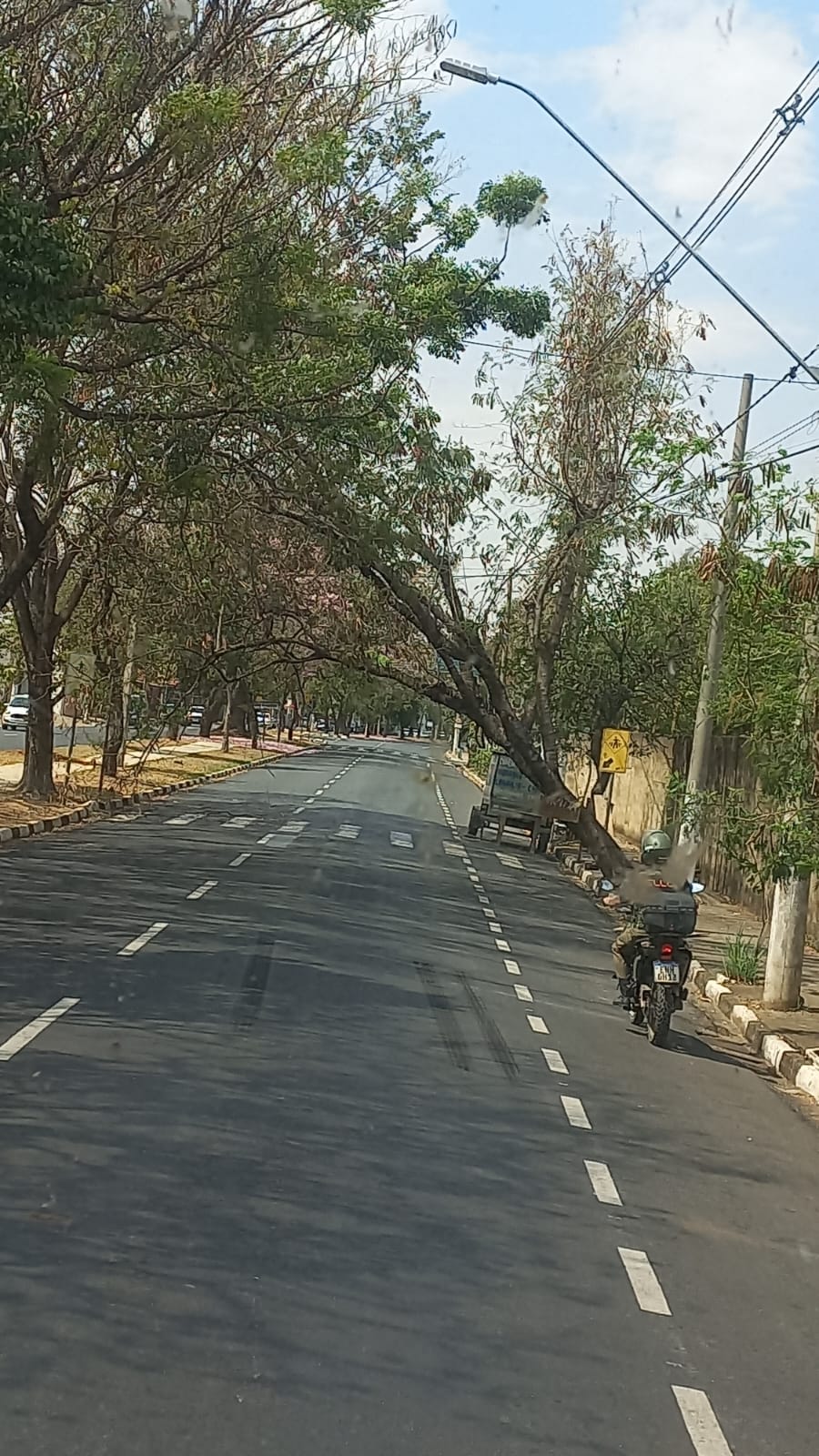 ​Árvore quase cai  e bloqueia parcialmente a Avenida Pedro Botesi em Mogi Mirim