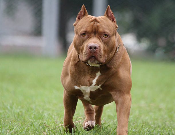 Tragédia em Socorro (SP): Bebê de 11 meses morre após ataque de pitbull